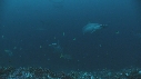 REQUIN MARTEAU, POISSONS PAPILLON