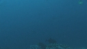 REQUIN MARTEAU, POISSONS PAPILLON