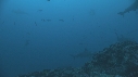 RAIE MARBREE, CARANGUE, REQUIN MARTEAU