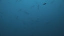 REQUIN MARTEAU, POISSONS