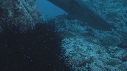 OURSIN, POISSONS, DERMATOLEPIS