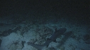 REQUINS POINTE BLANCHE
