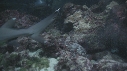 REQUINS POINTE BLANCHE, POISSONS