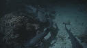 REQUINS POINTE BLANCHE, RAIE MARBREE
