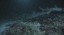 REQUINS POINTE BLANCHE, CARANGUE