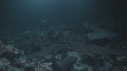 REQUINS POINTE BLANCHE
