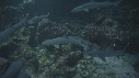 REQUINS POINTE BLANCHE, POISSONS ROUGE