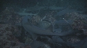 REQUINS POINTE BLANCHE, CARANGUE