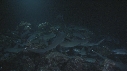 REQUINS POINTE BLANCHE, CARANGUE