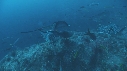 POISSONS, RAIE MARBREE