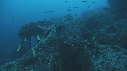 NASON, POISSONS