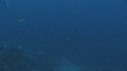 MEXICAN HOG, REQUIN MARTEAU