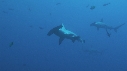 REQUIN MARTEAU, POISSONS PAPILLON