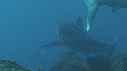 REQUIN MARGINATUS