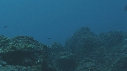 REQUIN MARGINATUS