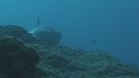 REQUIN MARGINATUS