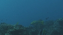 REQUIN MARGINATUS
