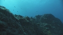REQUIN MARGINATUS, CARANGUE