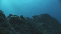 REQUIN MARGINATUS