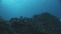 REQUIN MARGINATUS, CARANGUE