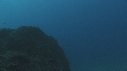 REQUIN MARGINATUS, CARANGUE