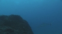 REQUIN MARGINATUS, CARANGUE