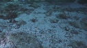 REQUINS POINTE BLANCHE, SOLE