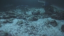 REQUINS POINTE BLANCHE, SOLE