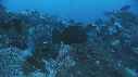 DERMATOLEPIS, CARANGUE