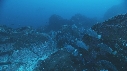 DERMATOLEPIS, POISSONS