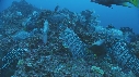 DERMATOLEPIS, POISSONS