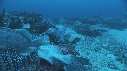 DERMATOLEPIS, POISSONS