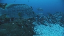DERMATOLEPIS, POISSONS
