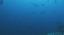 REQUIN MARTEAU