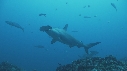 REQUIN MARTEAU