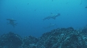 REQUIN MARTEAU
