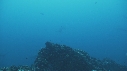REQUIN MARTEAU, POISSONS