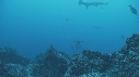 REQUIN MARTEAU