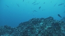 REQUIN MARTEAU