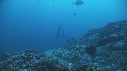 REQUIN MARTEAU