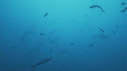 REQUIN MARTEAU
