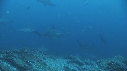REQUIN MARTEAU, POISSONS PAPILLON