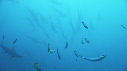 REQUIN MARTEAU
