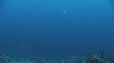 REQUIN MARTEAU, POISSONS PAPILLON