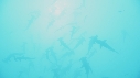 REQUIN MARTEAU, POISSONS PAPILLON