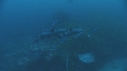 REQUINS POINTE BLANCHE, CARANGUE, LUTJANS