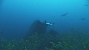 REQUINS POINTE BLANCHE, CARANGUE, LUTJANS