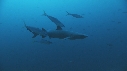 REQUINS POINTE BLANCHE, CARANGUE, LUTJANS