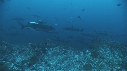 REQUINS POINTE BLANCHE, CARANGUE, POISSONS PAPILLON