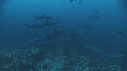 REQUINS POINTE BLANCHE, CARANGUE, POISSONS PAPILLON